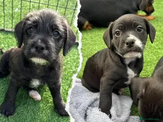 Mixed Breed dogs 🐾 Beautiful French Bulldog × Cockapoo Puppies 🐾 - Advert 5