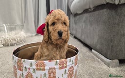 Cockapoo dogs for sale: Gorgeous fluffy Coockapoo puppies - Image 7