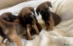Border Terrier dogs for sale: Border terrier puppies  - Image 6