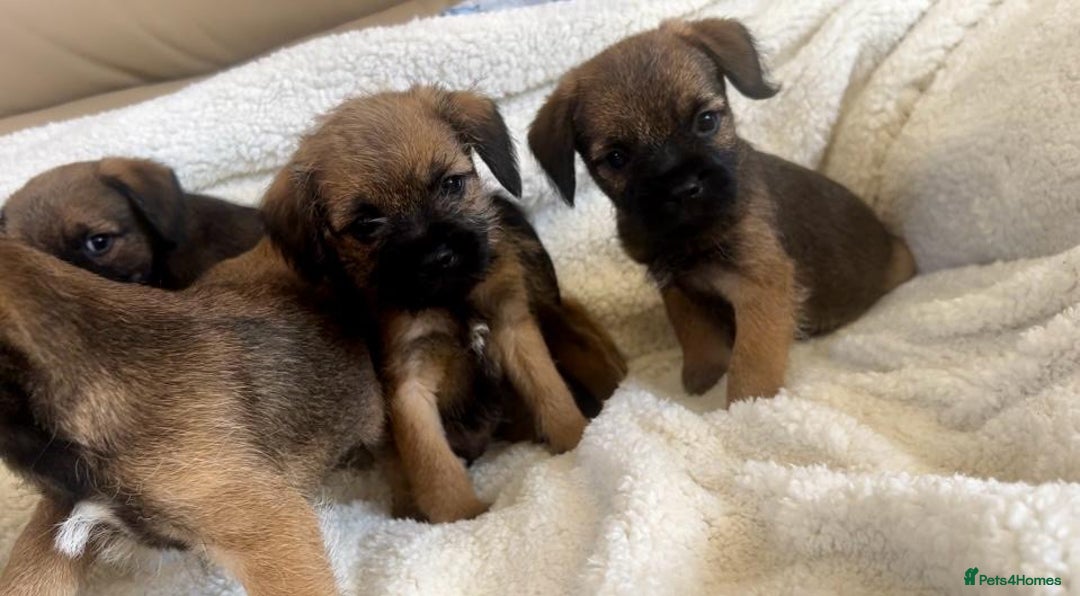 Border Terrier dogs for sale: Border terrier puppies  - Image 6