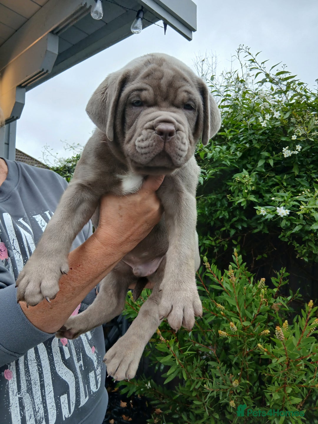 Mixed Breed dogs for sale: Banndogge puppies - Advert 1