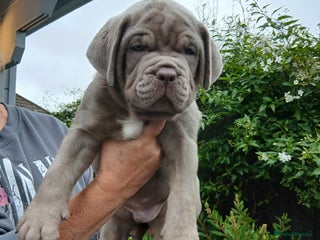 Mixed Breed dogs Banndogge puppies - Advert 1