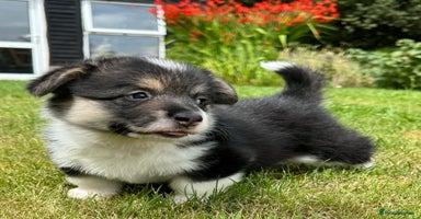 Welsh Corgi Pembroke dogs - Advert 1
