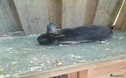 Dwarf Lop rabbits for sale: Dwarf Lops Bunnies rabbits - Image 5