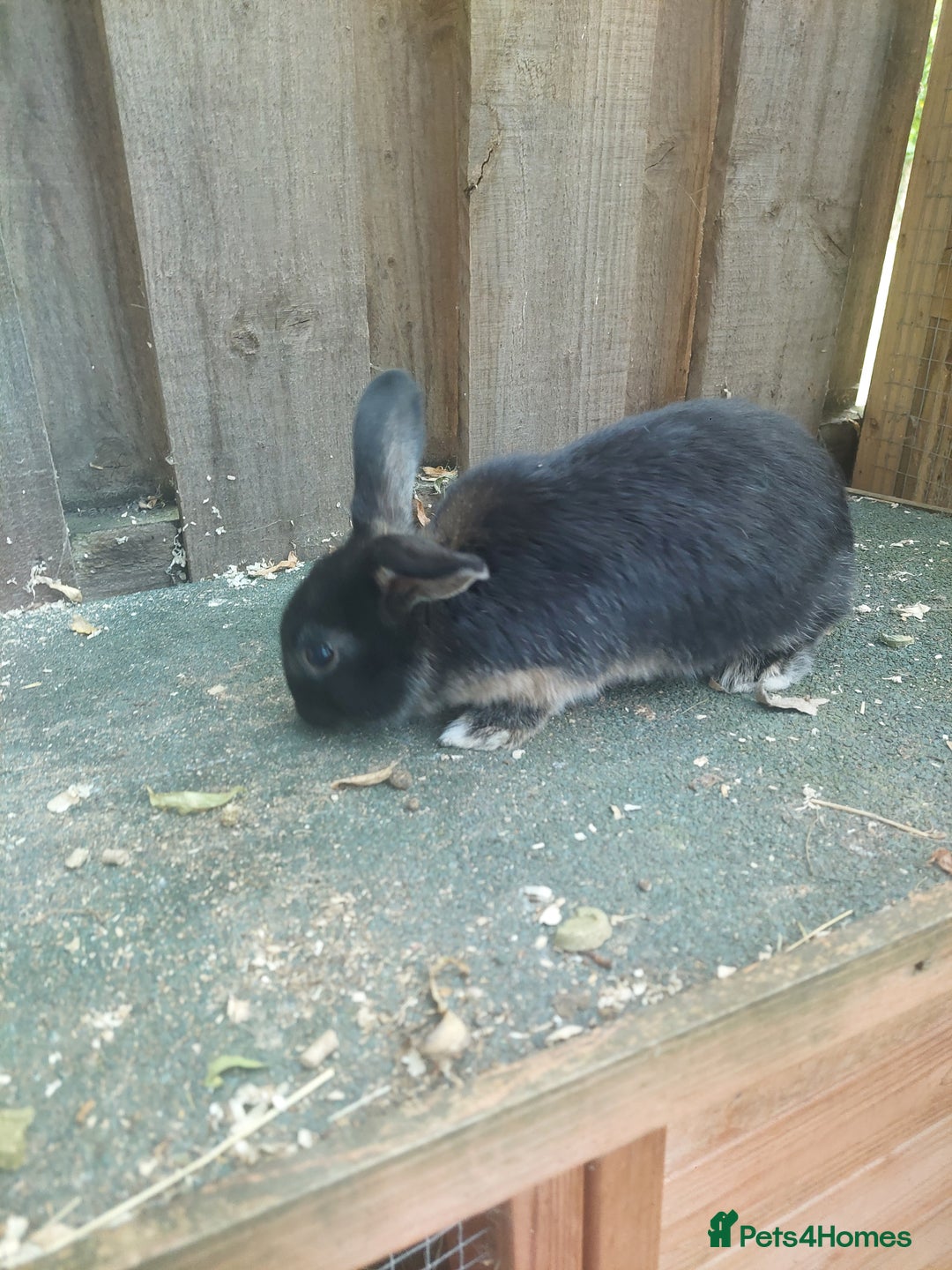 Dwarf Lop rabbits for sale: Dwarf Lops Bunnies rabbits - Image 5