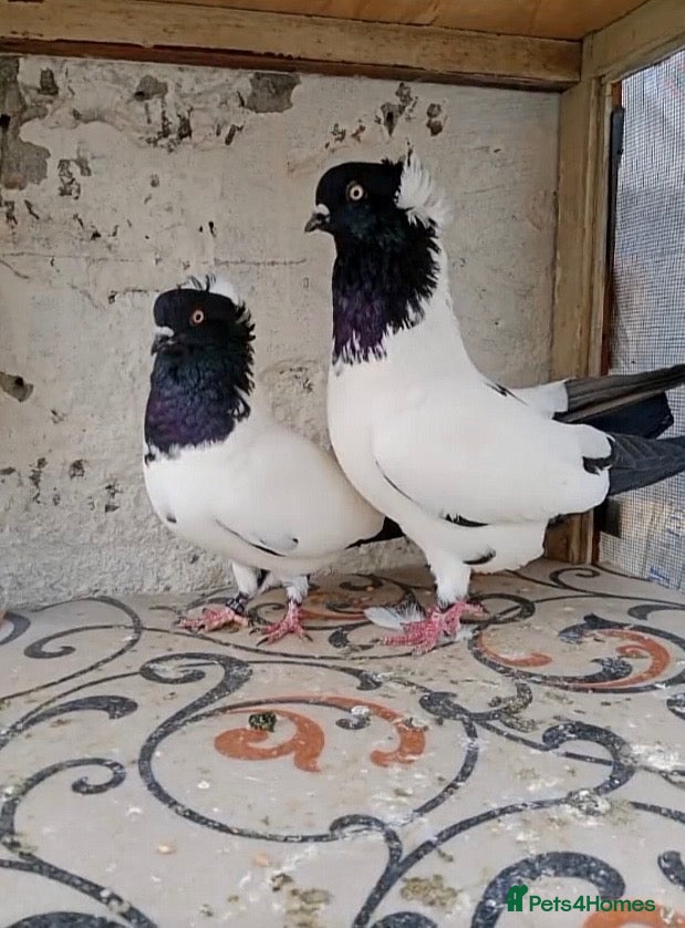 Pigeons birds for sale: Beautiful, Vaccinated & Friendly Pigeons - Advert 1