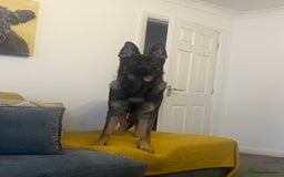 German Shepherd dogs for sale: 15 month old male German Shepherd Called BEAR, - Image 11