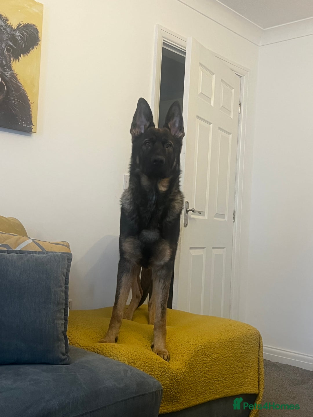 German Shepherd dogs for sale: 15 month old male German Shepherd Called BEAR, - Image 11