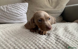 Dachshund dogs for sale: 🌈🌈rainbow litter 🌈🌈 - Image 6
