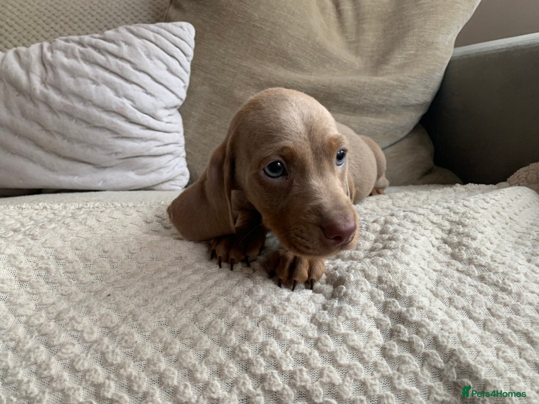 Dachshund dogs for sale: 🌈🌈rainbow litter 🌈🌈 - Image 6
