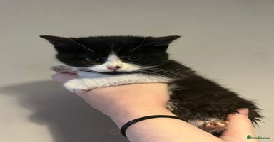 Mixed Breed cats - Advert 6