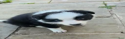 Border Collie dogs for sale: ​Border Collie Pups: Rare Slate Merle & B/W - Advert 22
