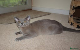 Burmese cats for sale: Gorgeous Pedigree Blue Male Burmese Kitten - Image 13