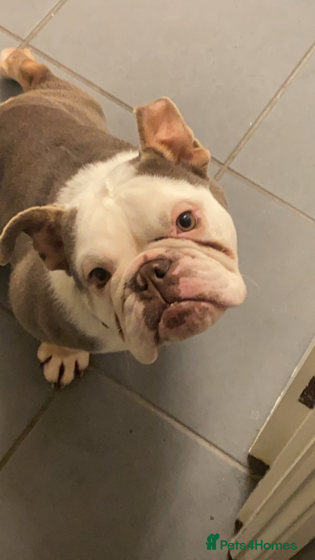 English Bulldog dogs for sale: KC registered English bulldog in Swindon - Advert 2