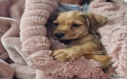 Mixed Breed dogs for sale: One little boy left - Advert 5