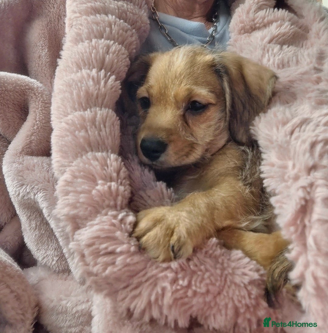 Mixed Breed dogs for sale: One little boy left - Advert 5