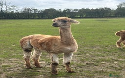 Alpaca livestock for sale: Castrated male alpacas  - Image 2