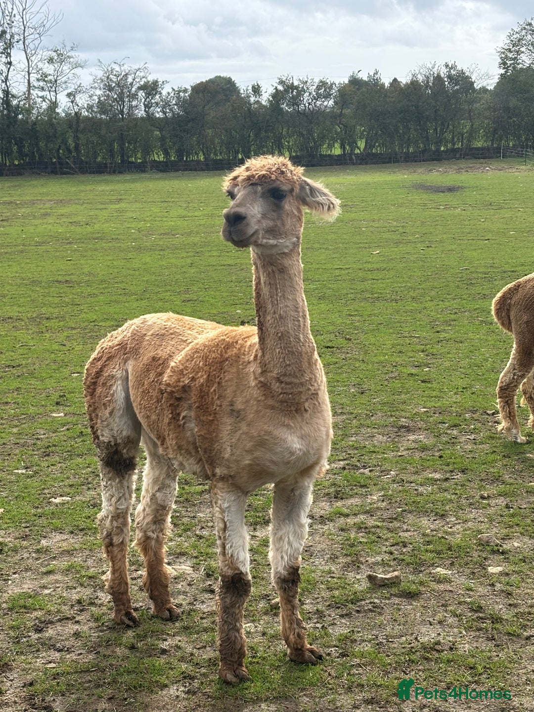 Alpaca livestock for sale: Castrated male alpacas  - Image 2