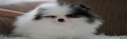 Pomeranian dogs for sale: Cute puppies  - Advert 22
