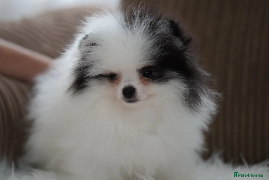Pomeranian dogs for sale: Cute puppies  - Advert 22
