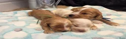 Cocker Spaniel dogs for sale: SHOW TYPE health tested KC cocker spaniels  - Advert 14