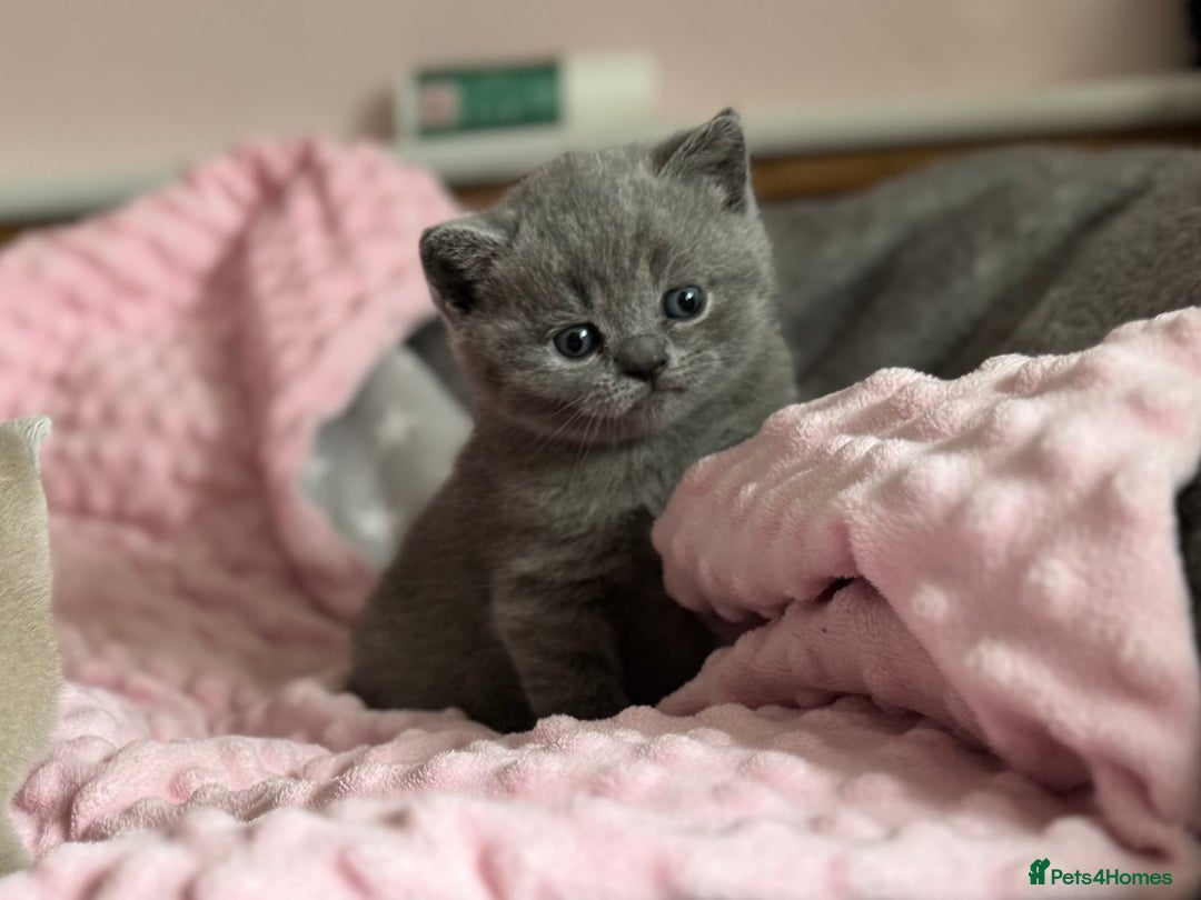 British Shorthair cats for sale: 🇬🇧BSH LILAC & BLUE BOYS 👀4🏠 🥰 GCCF REG  - Image 5