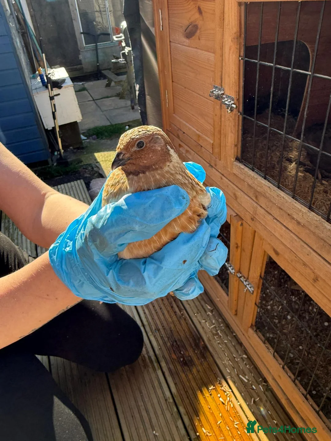 Quail poultry for sale: Quil  - Advert 2