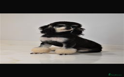 Miniature Poodle dogs for sale: Miniature Merle poodle puppies 🌈🐶❤️ - Advert 5