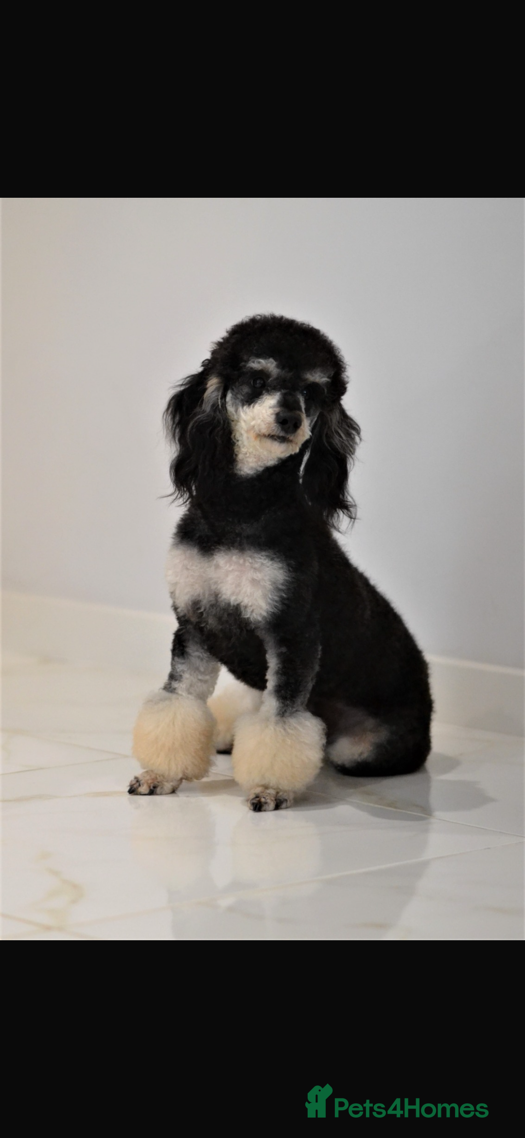 Miniature Poodle dogs for sale: Miniature Merle poodle puppies 🌈🐶❤️ - Advert 5