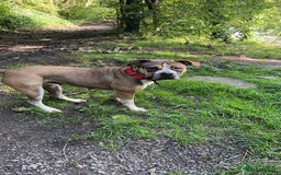 Mixed Breed dogs for sale: Female looking for home - Image 12