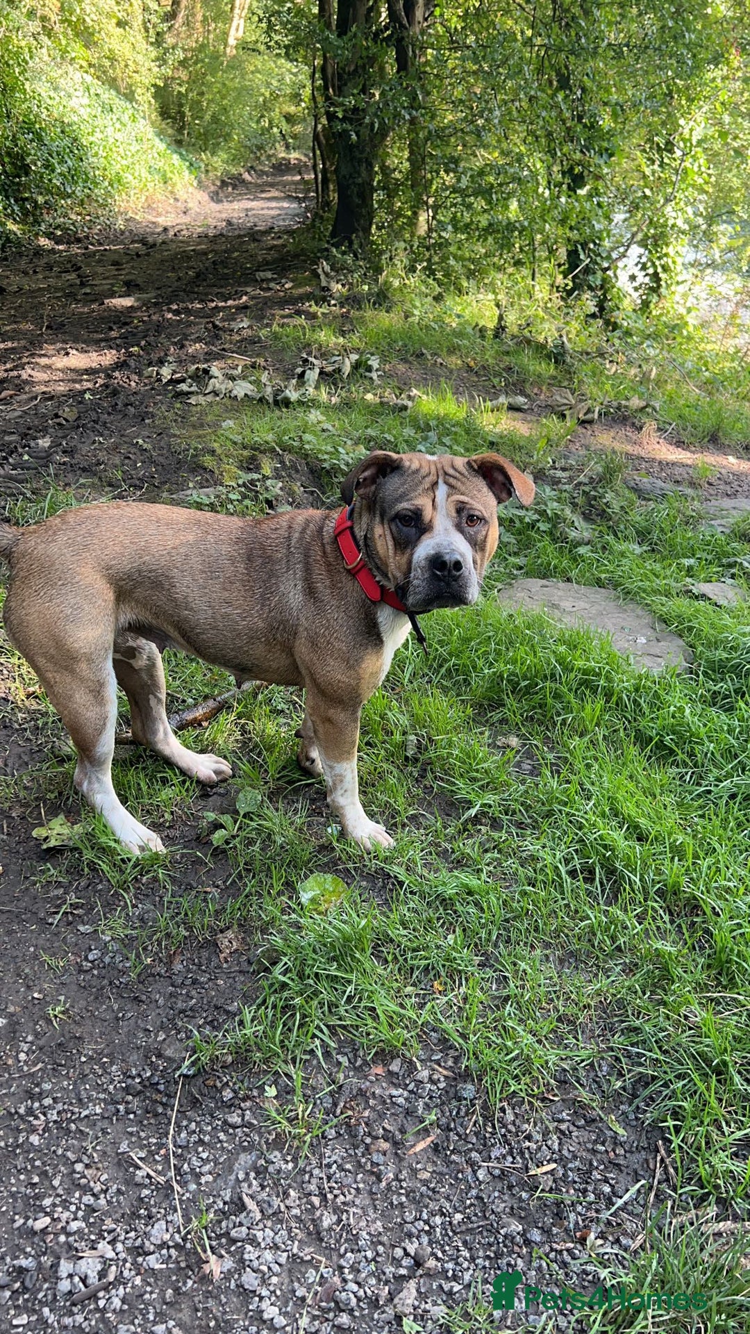 Mixed Breed dogs for sale: Female looking for home - Image 12