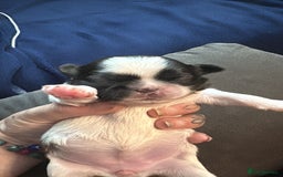Shih Tzu dogs for sale: Shih tzu pups  - Image 10