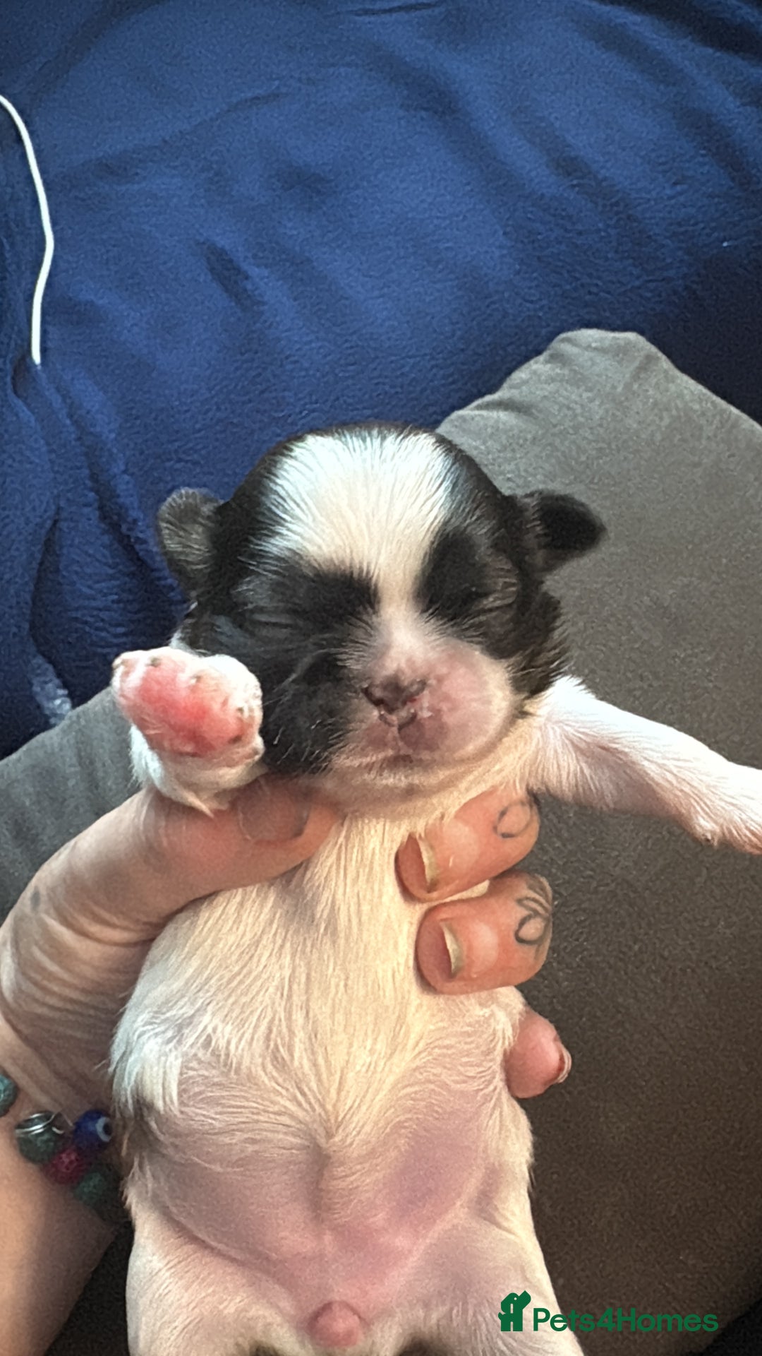 Shih Tzu dogs for sale: Shih tzu pups  - Image 10