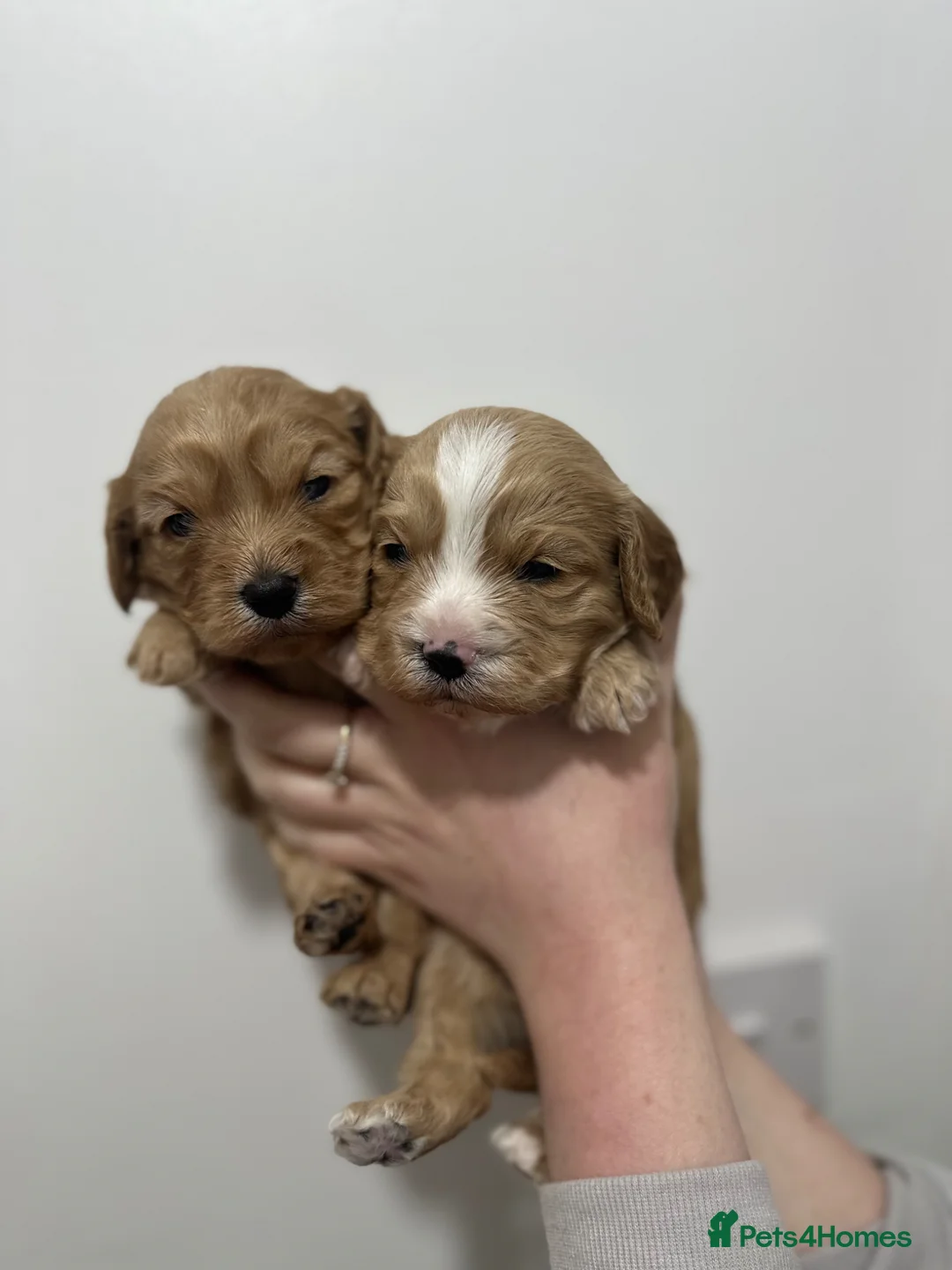 Cavapoo dogs for sale: Gorgeous Cavapoo puppies  in Egham - Advert 2