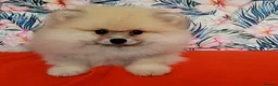 Pomeranian dogs for sale: Stunning KC Pomeranian Puppies for sale - Advert 7