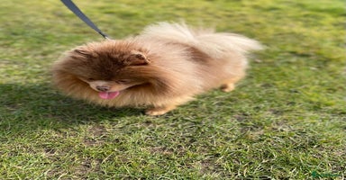 Pomeranian dogs - Advert 2