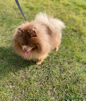 Pomeranian dogs - Advert 2