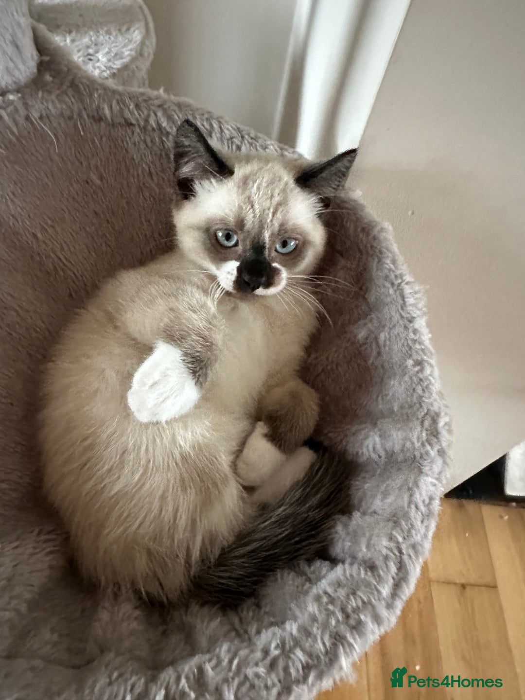 Ragdoll cats for sale: Ragdoll mix - Advert 7