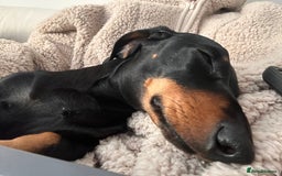 Miniature Dachshund dogs for sale: Miniature daschunds  - Image 12