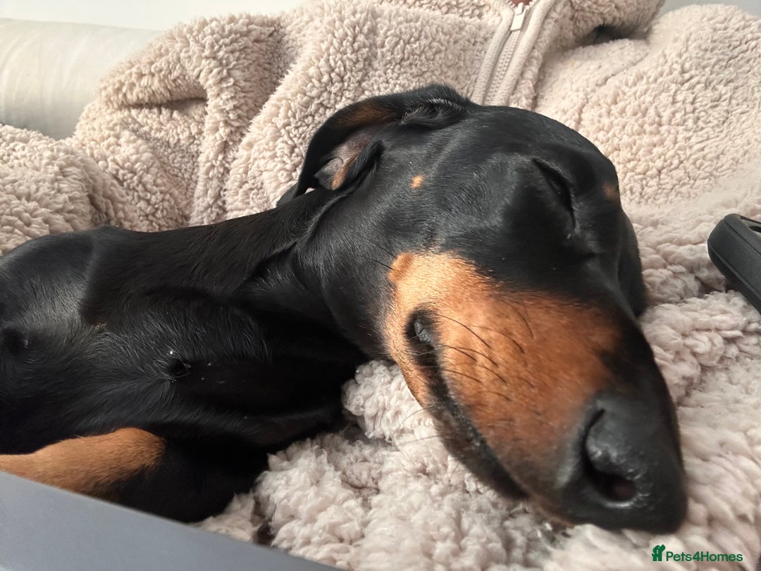 Miniature Dachshund dogs for sale: Miniature daschunds  - Image 12