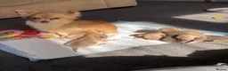 Chihuahua dogs for sale: Ready NOW for viewing/collection.  - Advert 3