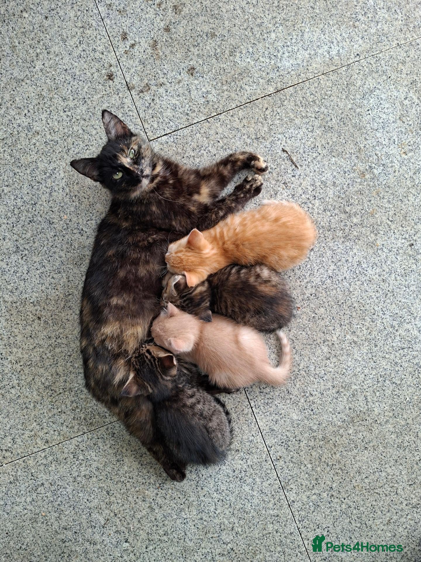 Domestic Shorthair cats Little Girl - Advert 3