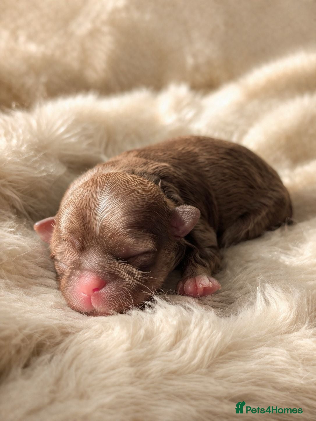 Shih Tzu dogs Liver Kennel Club Health Tested - Advert 2