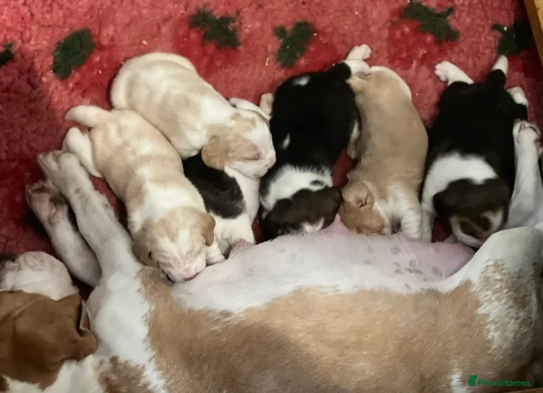 Beagle dogs for sale: Beagle puppies  - Advert 5