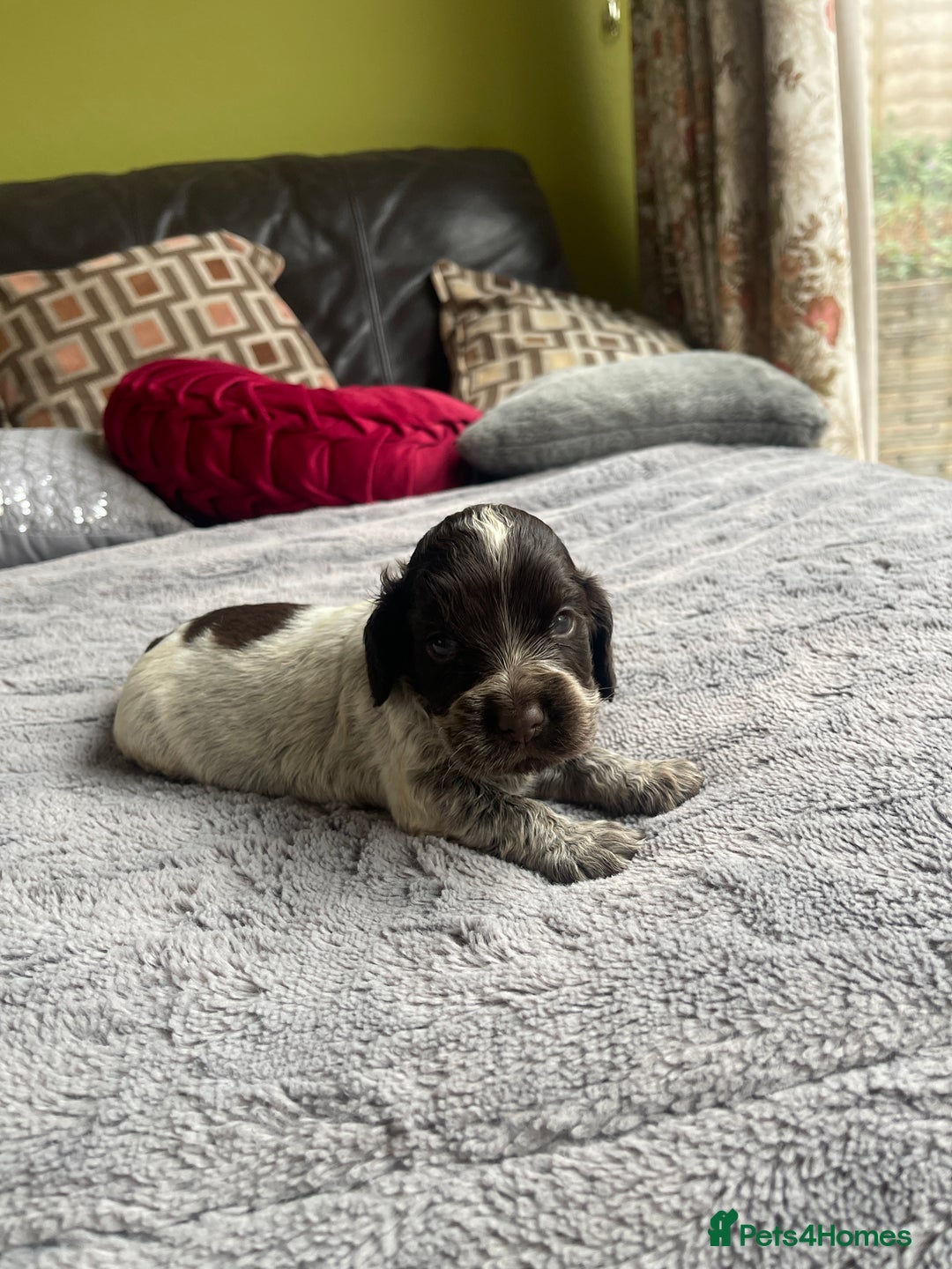 Cocker Spaniel dogs for sale: KC Show Cockers - 1 Girl , 3 Boys remaining! - Image 16
