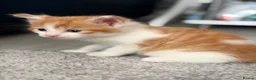 Mixed Breed cats for sale:     Healthy Playful Kittens - Advert 18