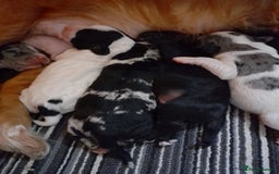 Sprocker dogs for sale: Gorgeous Sprocker pups.  - Image 17
