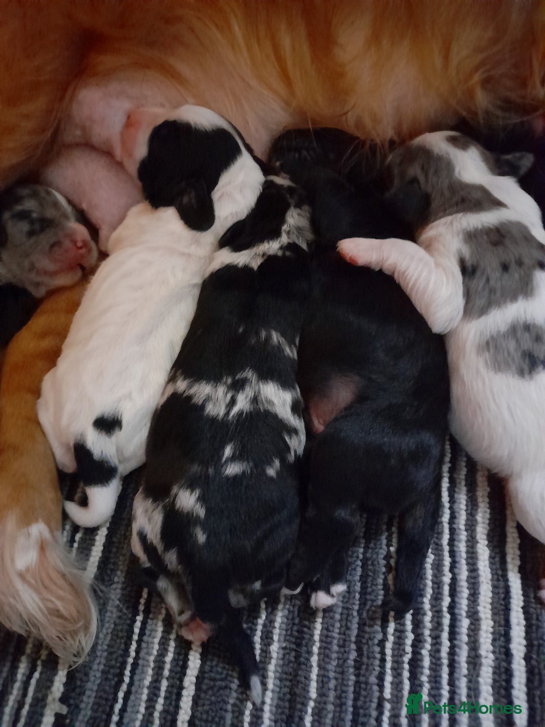 Sprocker dogs for sale: Gorgeous Sprocker pups.  - Image 17