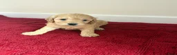 Cockapoo dogs for sale: 4 Stunning cockapoo puppies for sale  - Advert 4