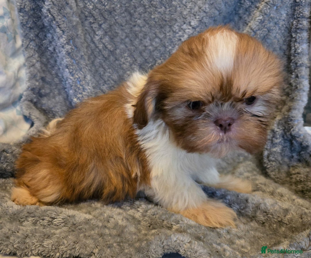 Shih Tzu dogs for sale: Shihzu pup for sale  - Image 2